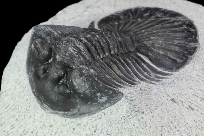 Bargain, Scabriscutellum Trilobite Fossil #92324